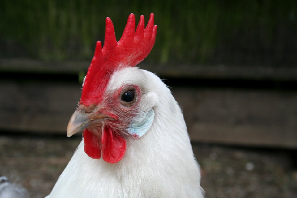 Them groninger seagull comb