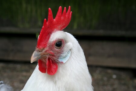 Them groninger seagull comb