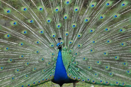 Color bird wheel