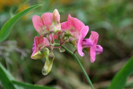 Flower nature summer plants photo