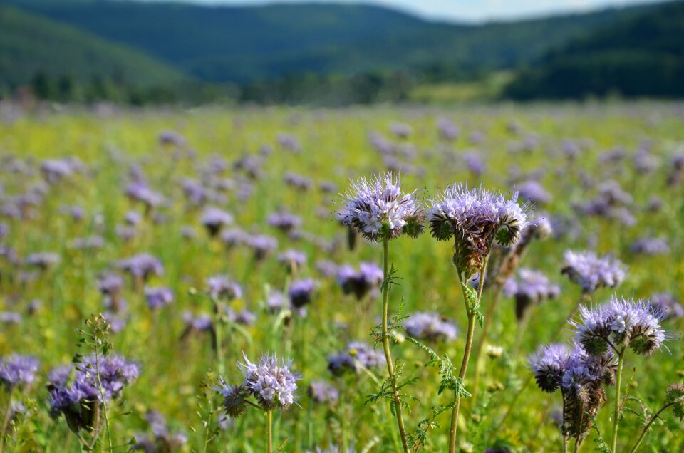 Purple meadow field