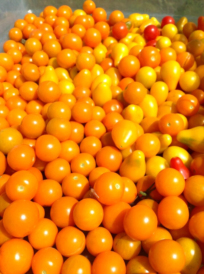 Orange vegetables orange life