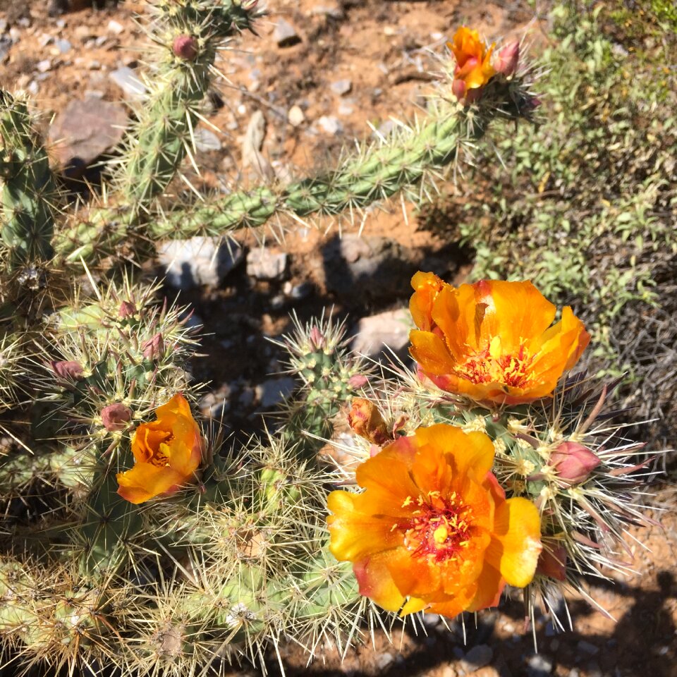Usa thorns desert