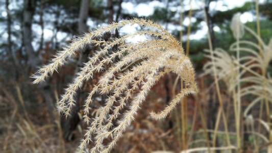 Silver grass nature wood photo