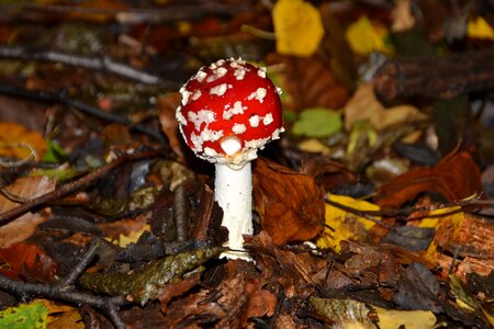 Mushroom autumn red