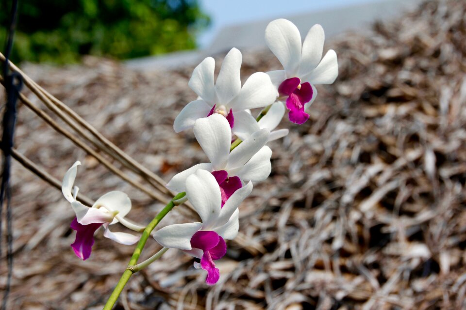 Flower plant nature