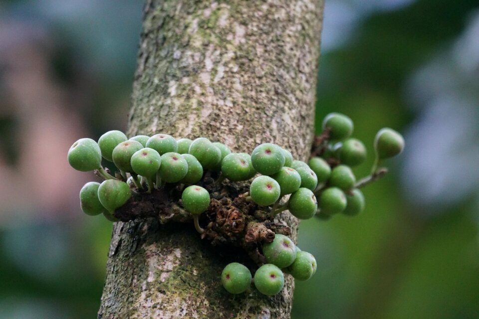 Rainforest ficus tiliiolia plant