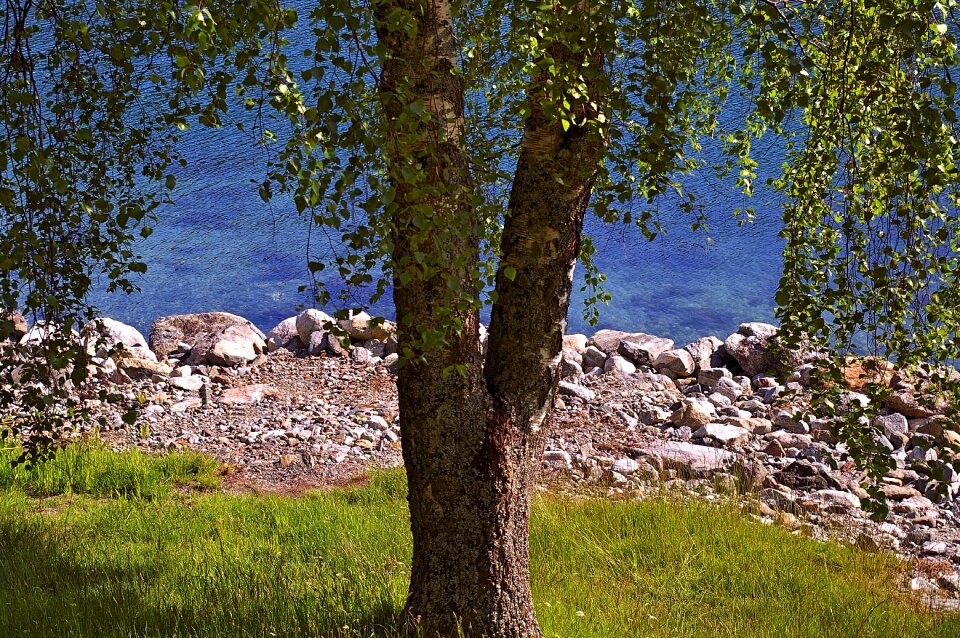 Landscape summer green