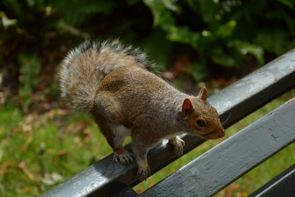 Animal bench