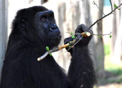 Ape silverback animals photo