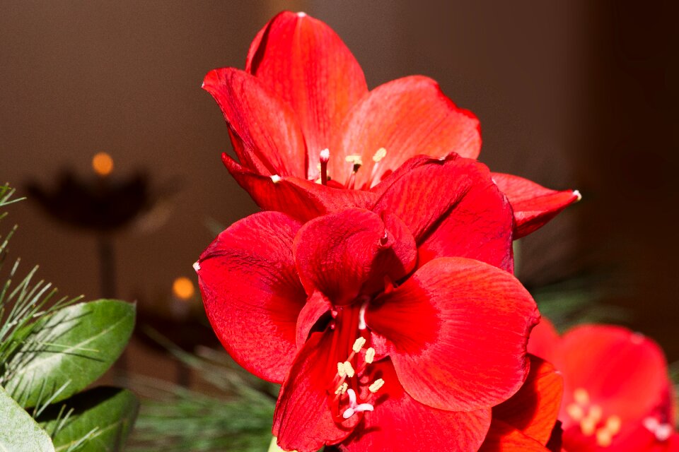 Bloom flower plant