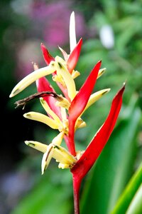 Flower plant nature