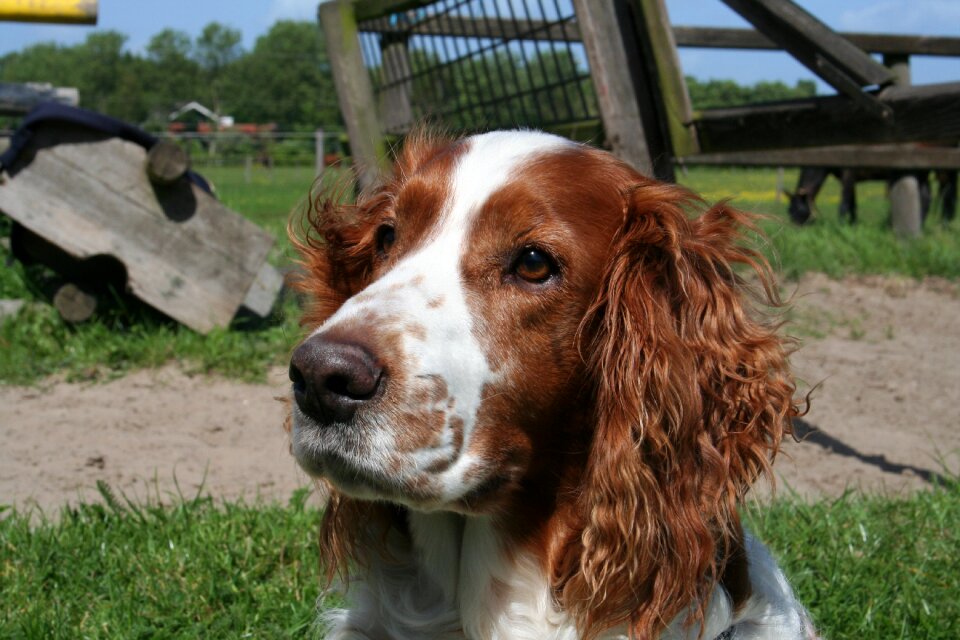 Dog welsh springer spaniel dog head