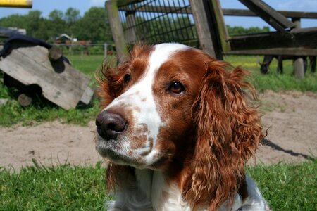 Dog welsh springer spaniel dog head