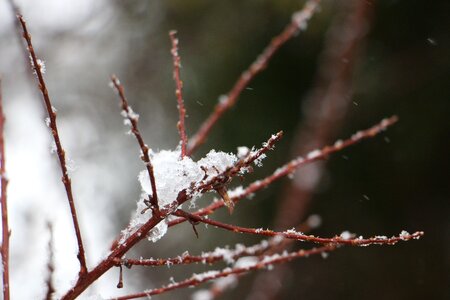 Cold snow ice photo