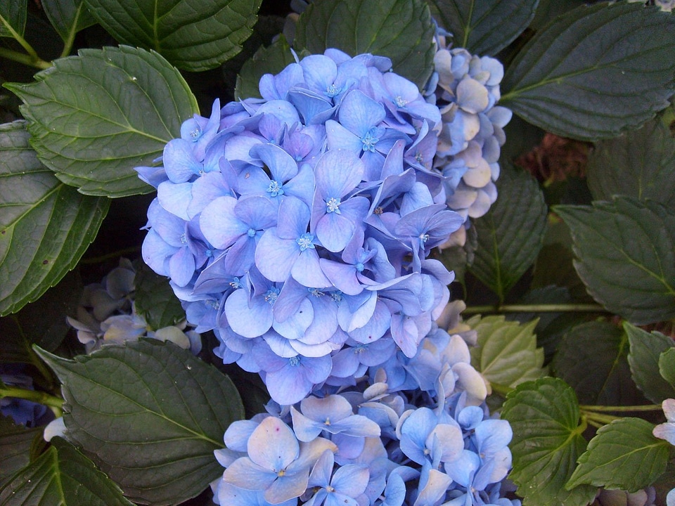Flower bloom floral