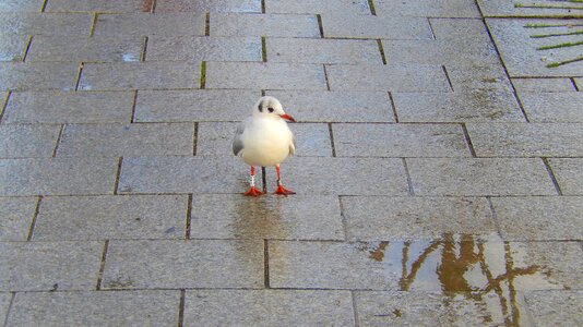 Seevogel water bird away