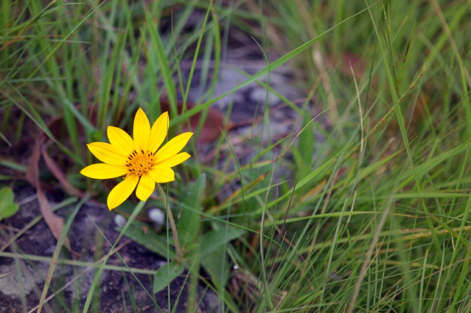 Plant yellow flower macro