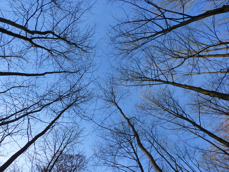 Trees log sky