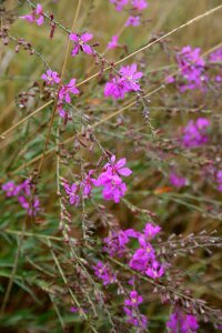 Flower nature summer plants photo