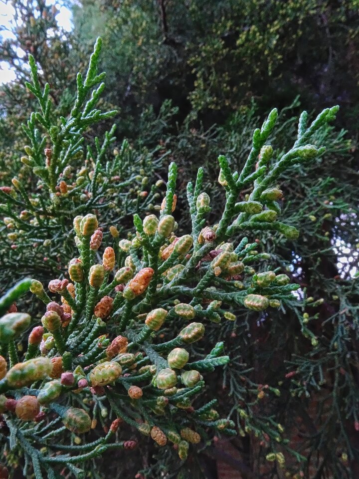 Branches branch cupressus lusitanica