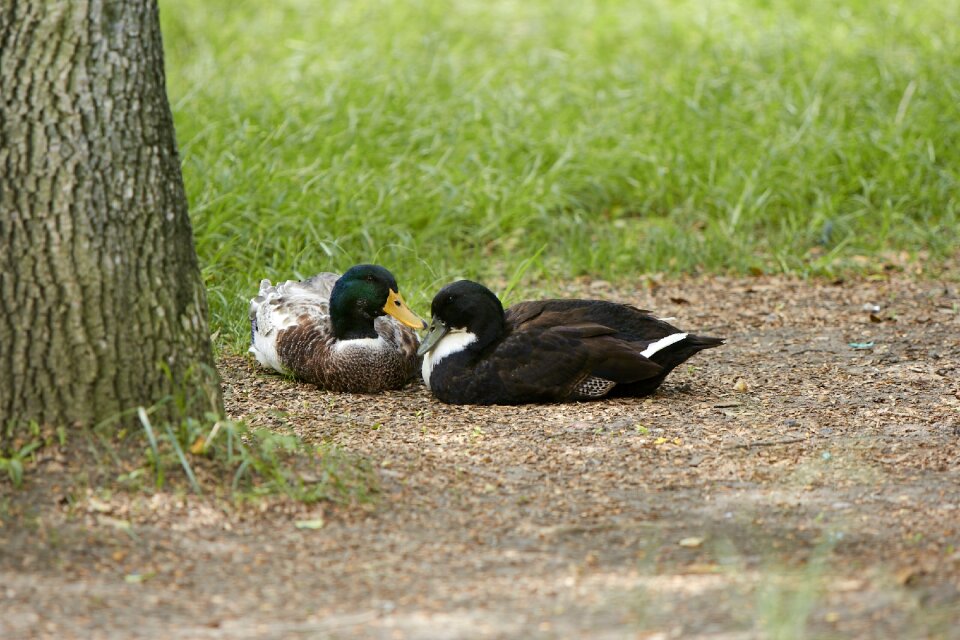 Duck nature animals