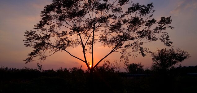 Sunset twilight tree photo