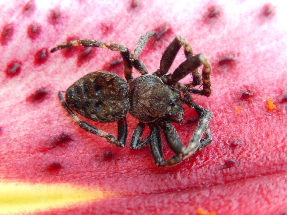 Spider nature garden