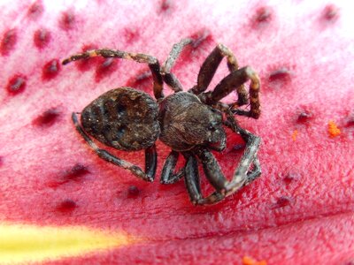 Spider nature garden