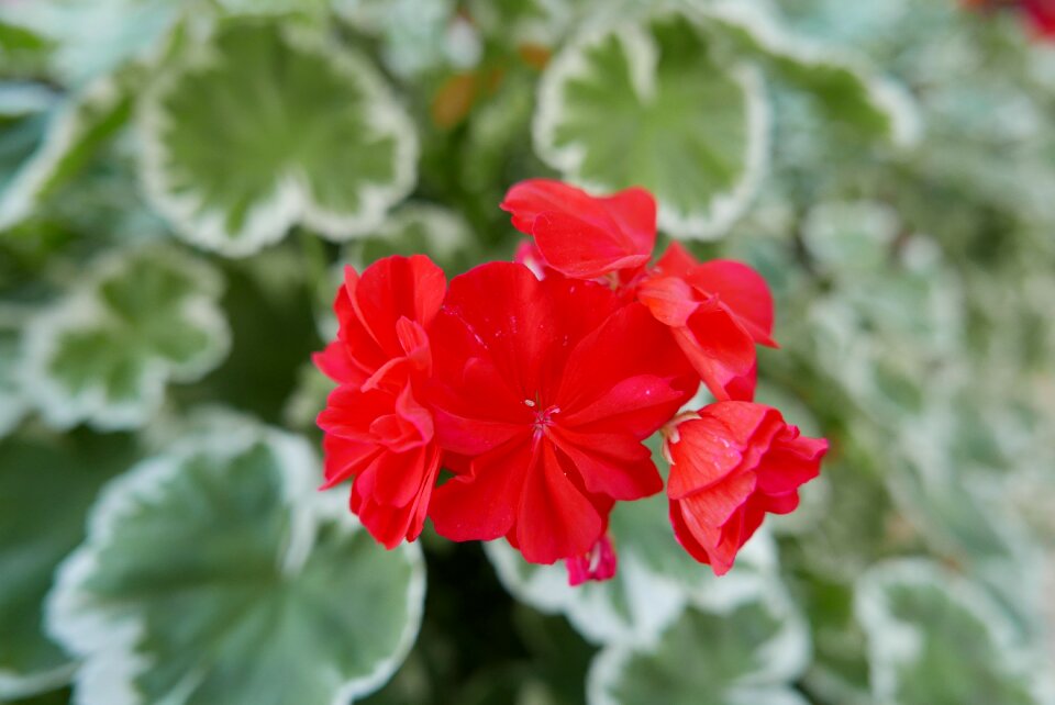 Red flower plant flower