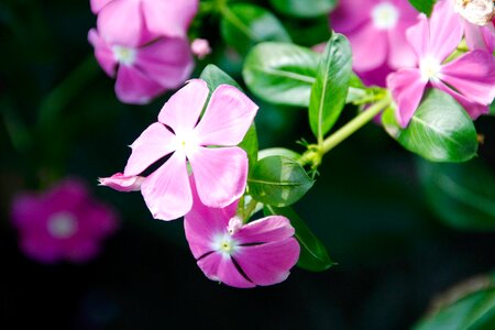 Flower plant nature