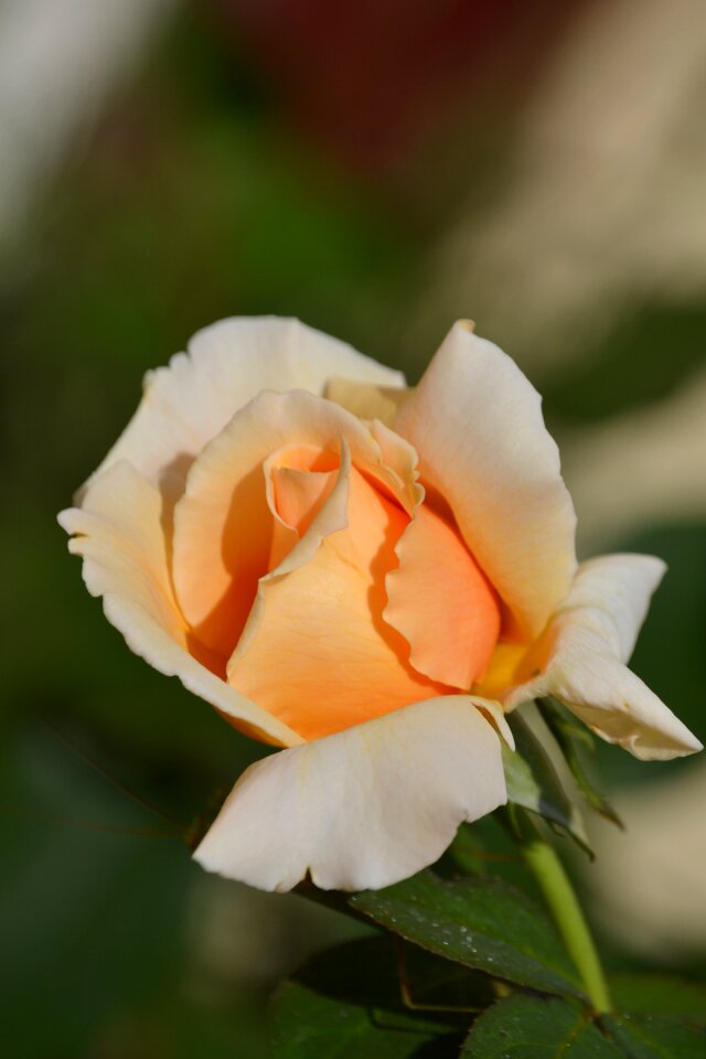 Nature spring fresh