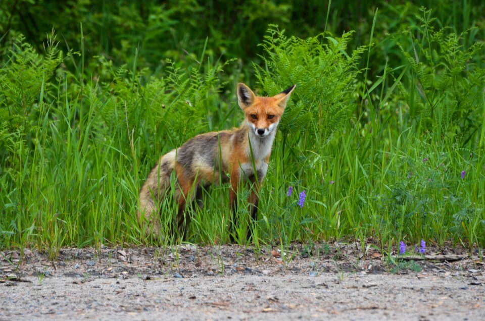 Nature animal wildlife