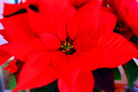 Plant blossom bloom