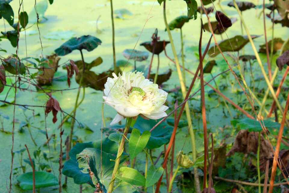 Bloom aquatic plant water lily