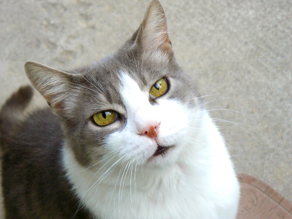 Feline miao animal