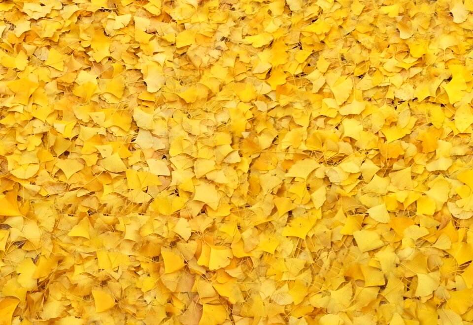 Bank leaves the leaves autumn