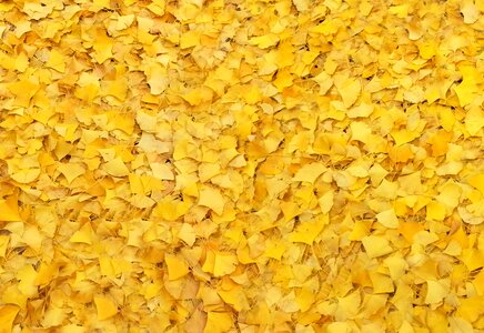 Bank leaves the leaves autumn