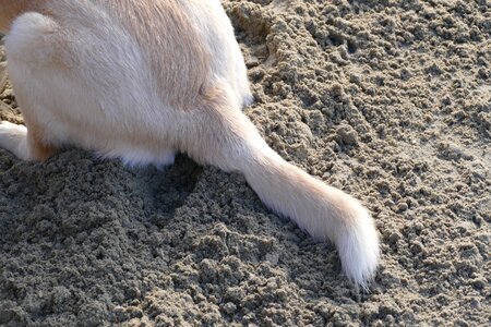 Animal furry dog cock