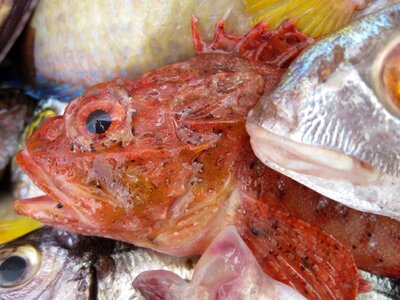 Red sea fish market photo
