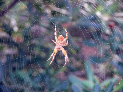 Web arachnid nature photo