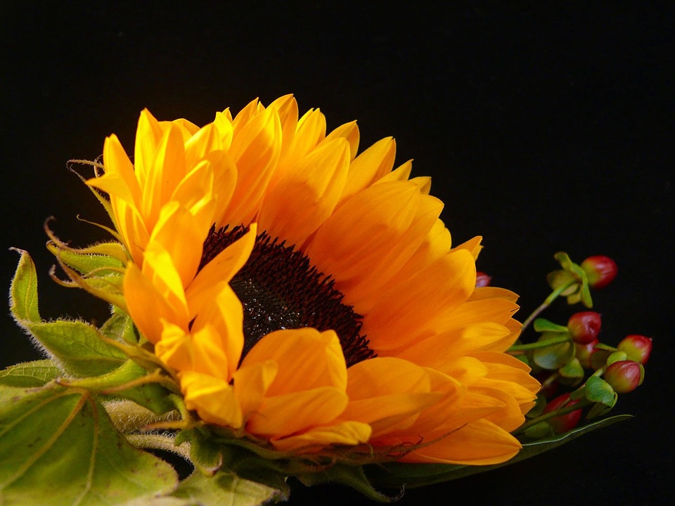 Black flower flora