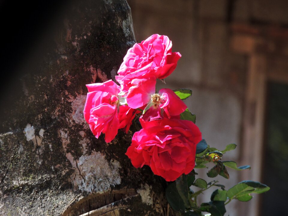 Love floral