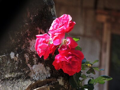 Love floral