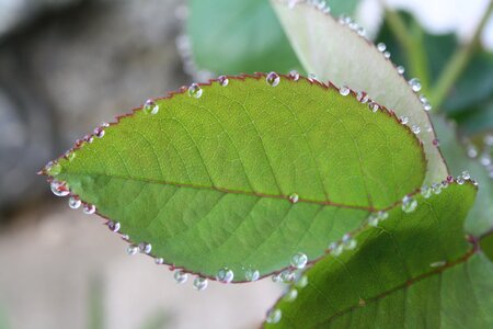 Drop of water dew green