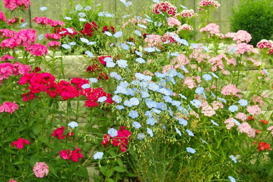 Many flowers plant colorful