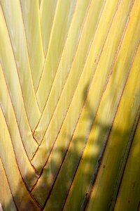 Fan palm palm leaf tree photo