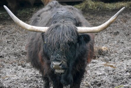 Cattle agriculture galloway beef