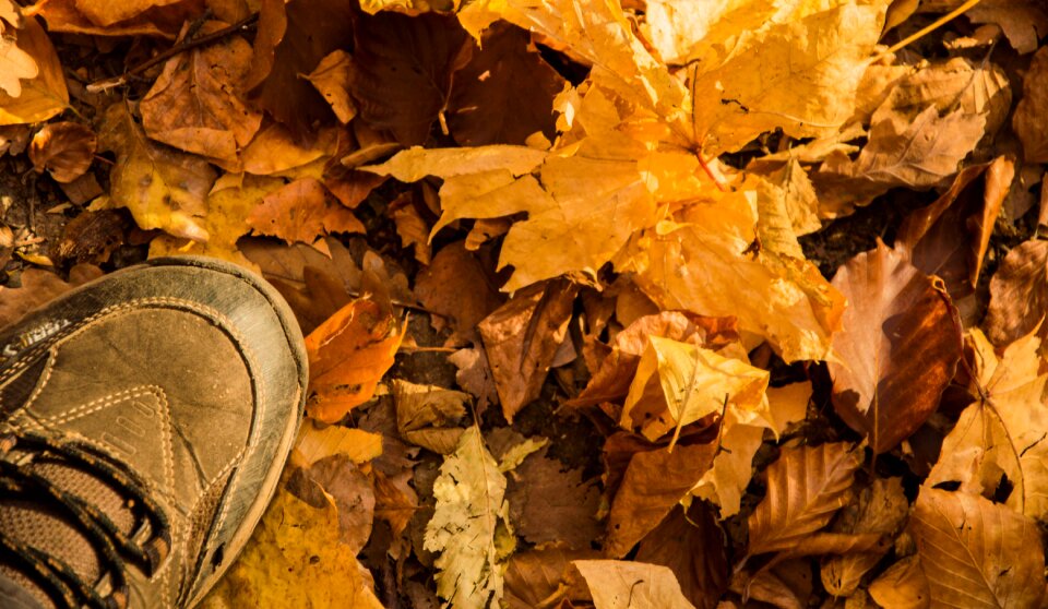 Fall autumn leaves hiking photo