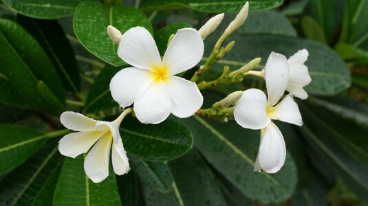 Fragrapanti drops of water nature